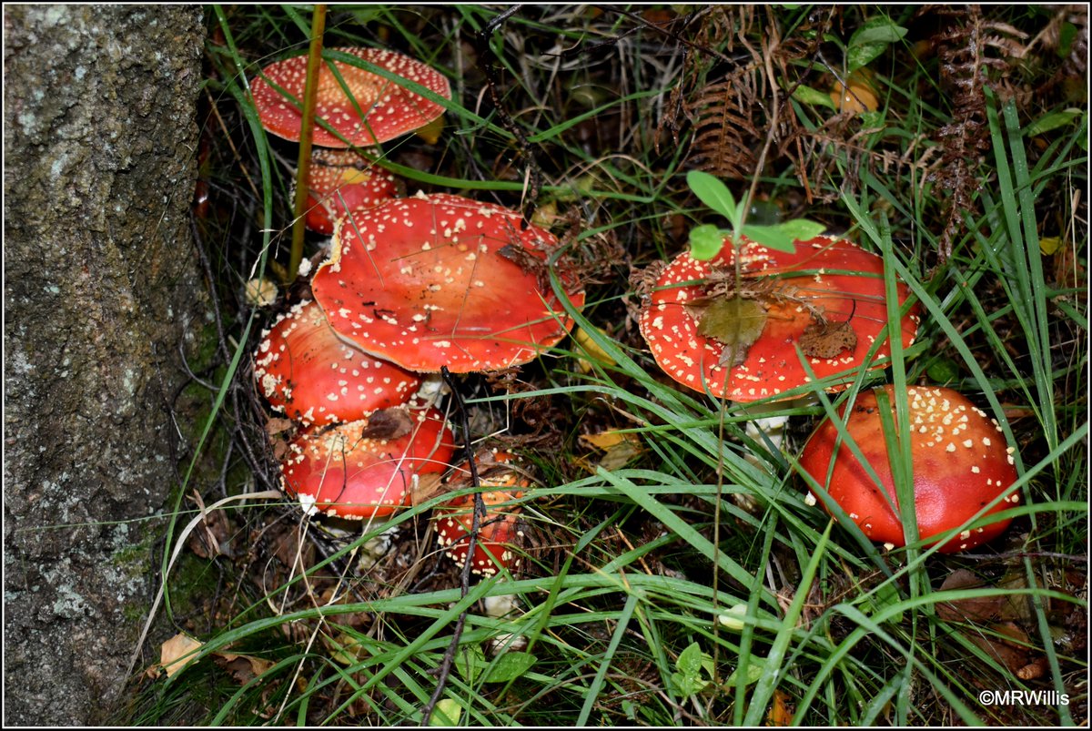 Marksvegplot's tweet image. Amanita muscaria - Fly Agaric - probably the most recognisable mushroom of all!