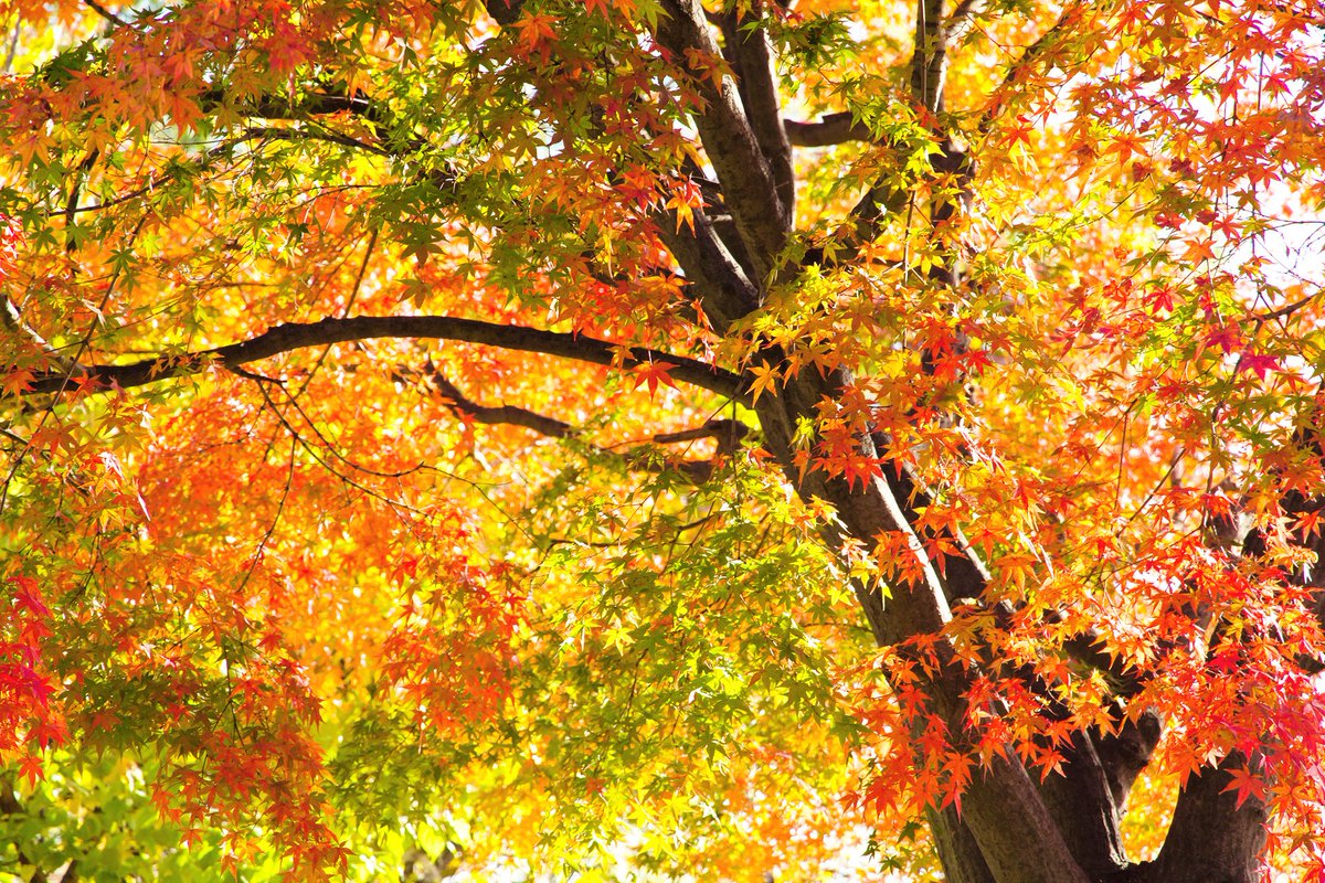 A maple tree with its leaves changing from green to vibrant red and all the colours in between