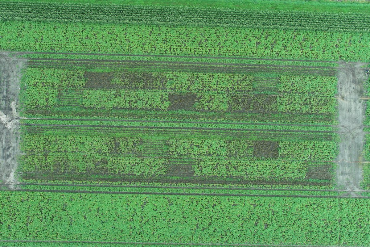 Begin september zijn deze mooie dronebeelden gemaakt 👌👌👌 #phytophthora #proef #aardappelen