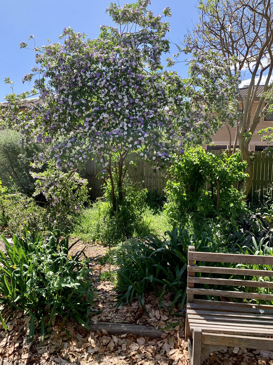 Appreciating the beauty within our school grounds - Yesterday, Today and Tomorrow Tree 🌲 <a href="/ConcordPS/">Concord PS</a>