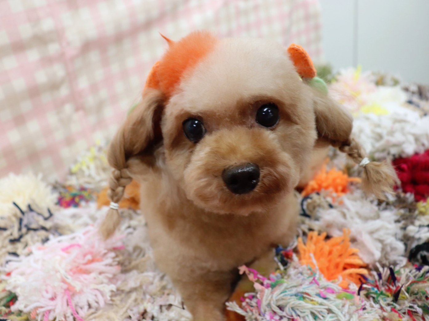 大阪動物天王寺校 カラーリング Amp デザインカット 2年グルーミングコースがワンちゃんたちに合わせたカラーリングと デザインカットを考えてトリミングしました その一部をご紹介します 立志舎 大阪動物専門学校天王寺校 グルーミング実習