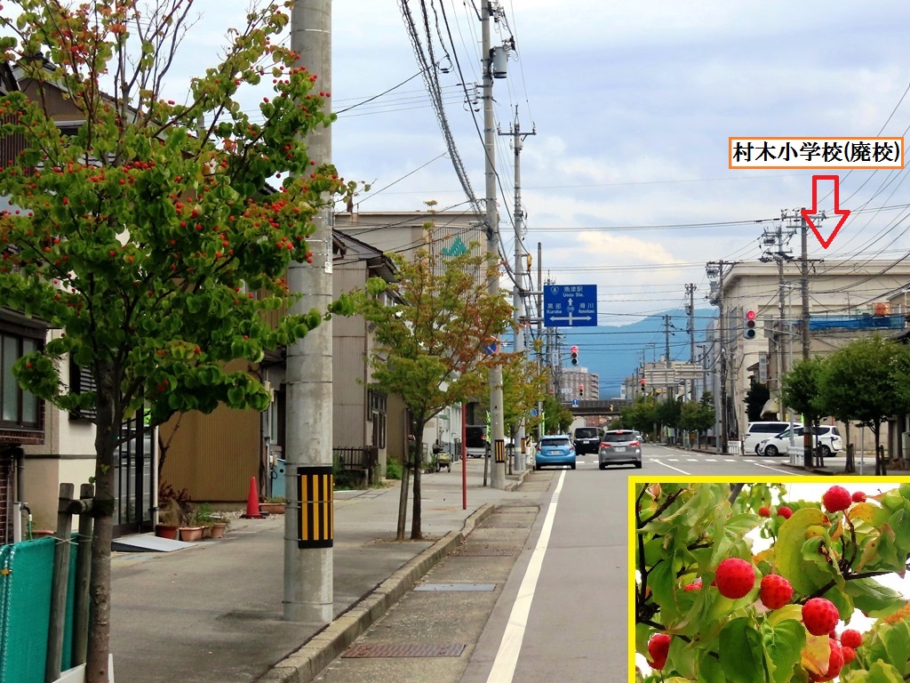 村尾伸行 街路樹 赤い実のなる木 魚津市 魚津市 旧村木小学校前の通りの街路樹 ヤマボウシの並木道 ５月 白い花 が咲き ９月 赤い実をつける 樹形がまとまって成長する 剪定の手間があまりかからないので街路樹に適しているといわれる