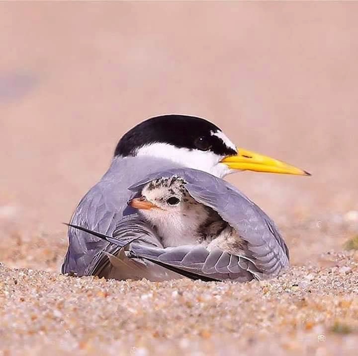 ويسألونك عن الأم قُل " هي رحمة مُهداة " 💗