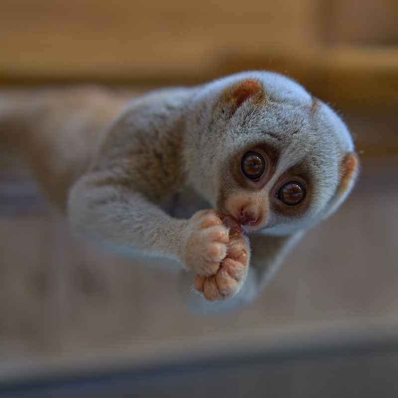 Slow lorises have venomous armpits. (Image: Vladimir Buynevich)