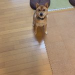 リンゴを新しいボールだと思い込んでいる犬!その子の前でリンゴを食べてみた結果･･･!