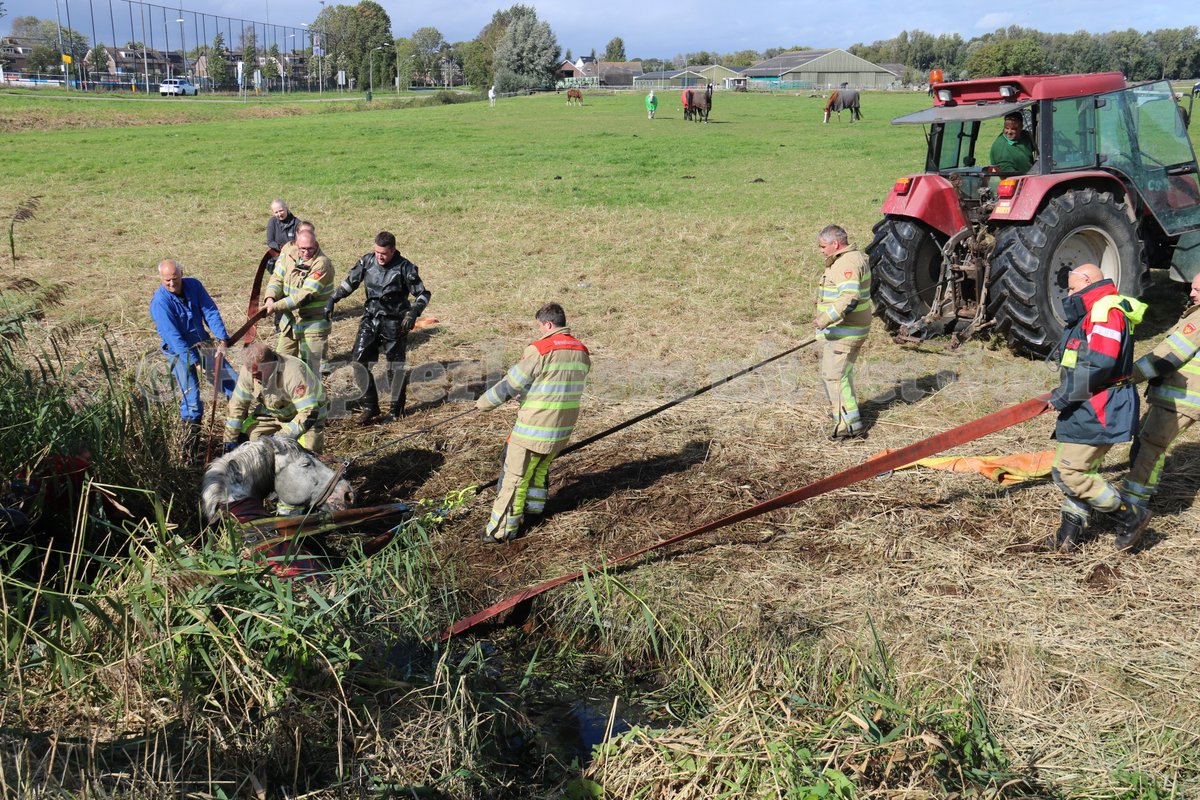 HulpverlenerGV's tweet photo. Goed werk door de brandweerlieden van #Nederhorst den Berg! Zij hebben zojuist aan de Middenweg een paard, welke te water was geraakt in de diepe sloot uit water getrokken met o.a. hulp van trekker. Het paard moest op de kant even bijkomen, maar is inmiddels herenigd met de kudde https://t.co/RzEiWPOcyH