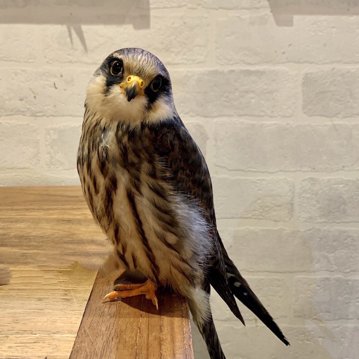 鳥のいるカフェ谷中本店 בטוויטר ニシアカアシチョウゲンボウが仲間入りしています ときめく可愛いさですっ ハヤブサの仲間 お迎え募集中 鳥のいるカフェ谷中本店 בטוויטר ニシアカアシチョウゲンボウが仲間入りしています ときめく可愛いさですっ ハヤブサの仲間 お迎え募集中