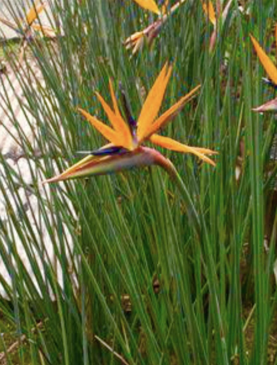 Moved mature strelitzia juncea. Now, after a 2 year sulk, they are thriving. #gardeninglife