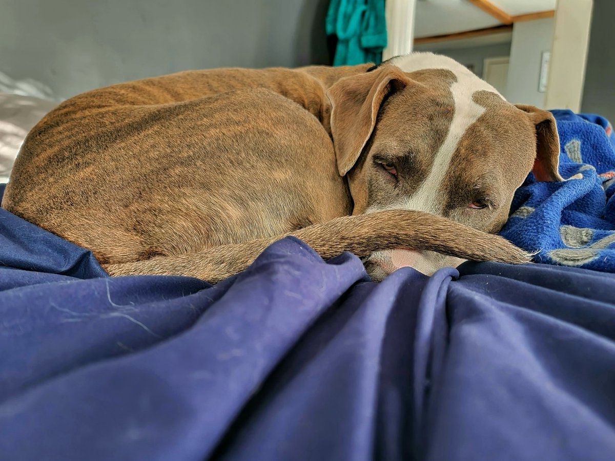 mainestonermom's tweet photo. Sweepy pibble ☺
#rescuepit #pitbulllove #pitbullrescue #fromalabama https://t.co/jKp0UO3s2I