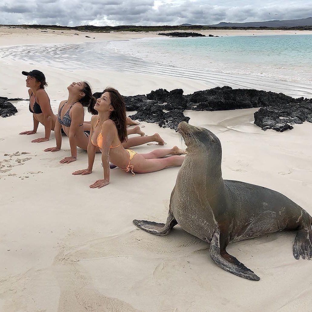 IntentionsWild's tweet photo. The #perfect #sealpose as demonstrated by...well, a #seal! 

Join us on a yoga safari virtual or in person!  
CLICK ON LINK BELOW!⬇️
https://t.co/9i88Gic8vA

Reposting @yogadailyposture
Thank you for this gem!🙏🙌🌍🌊
📸 @ase_m_lid ❤️ https://t.co/WhhLYroyRv