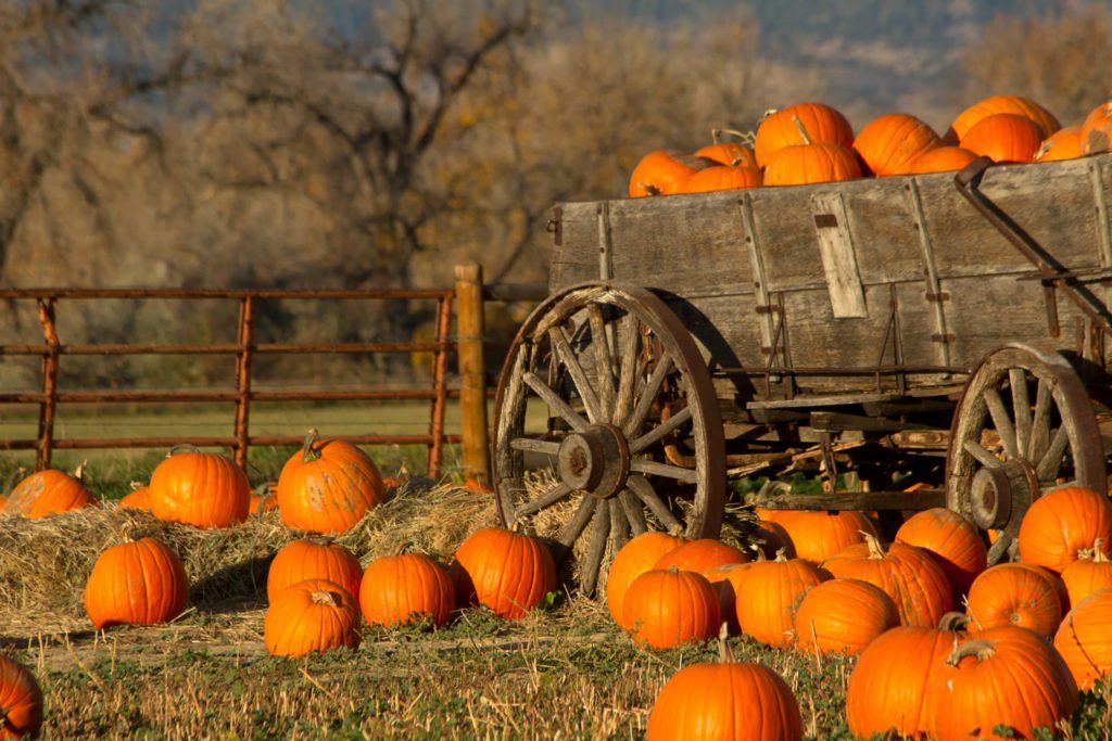 gweblaw's tweet image. Fall Festivals are still happening at many local farms. But they’re obviously different this year. Check out this list and what to expect. buff.ly/3kD0f1R #fall #fallindc #fallfestivals #pumpkins #dc #MoCo #Maryland
