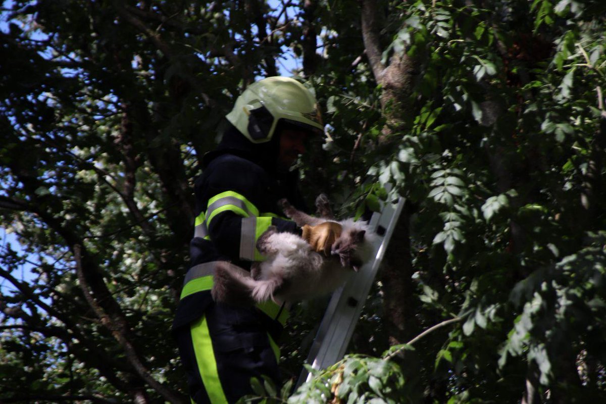 Kat vlucht na reddingsactie brandweer in Joure - #Friesland -..