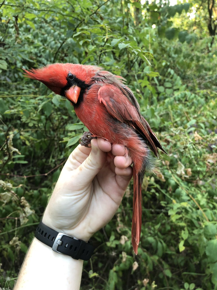 a handsome male northern cardinal! (and also a young male who was extremely rude & bitey)