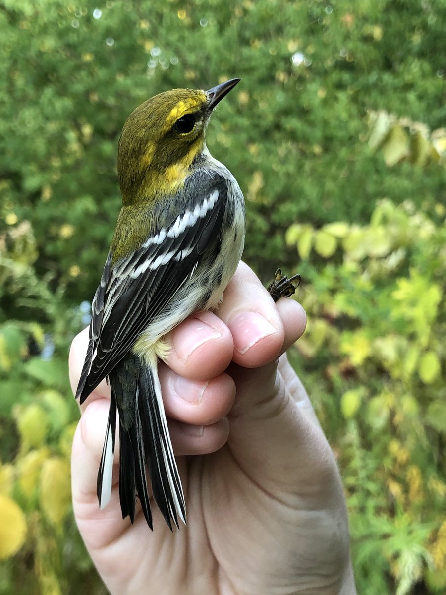 my first black-throated green warbler in the hand!