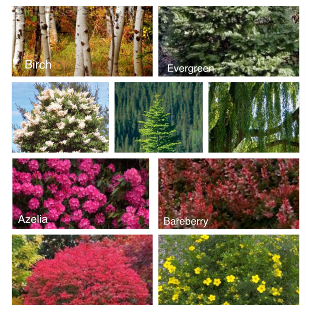 SnowDogzInc's tweet photo. Did you know Fall is the perfect time to plant trees &amp; shrubs? The warm soil mixed with the cooler air stimulates root growth, allowing the plant to establish a strong root network before the ground freezes. SnowDogz can Plan, Prep &amp; Plant your trees &amp; shrubs. https://t.co/REqOkrVaXo