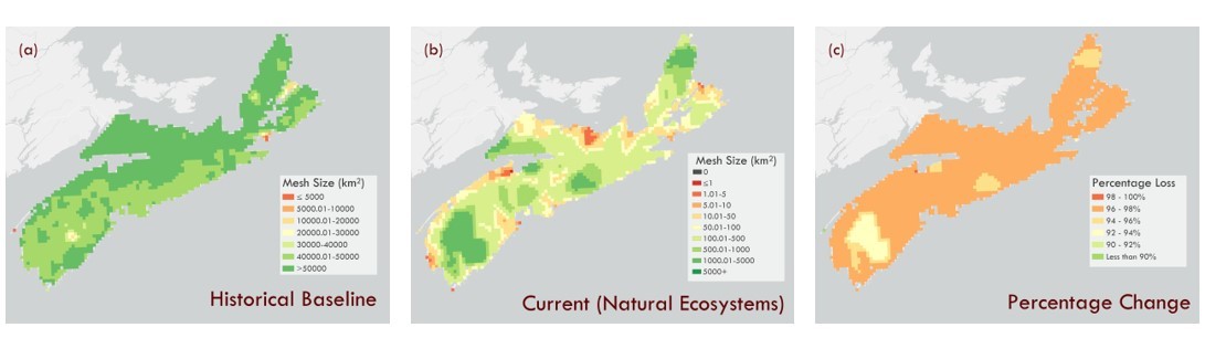 - Connectivity has been best maintained in southwest Nova and the Cape Breton Highlands BUT these are also places where connectivity is naturally lower because of the shape of the land and large amounts of waterways.