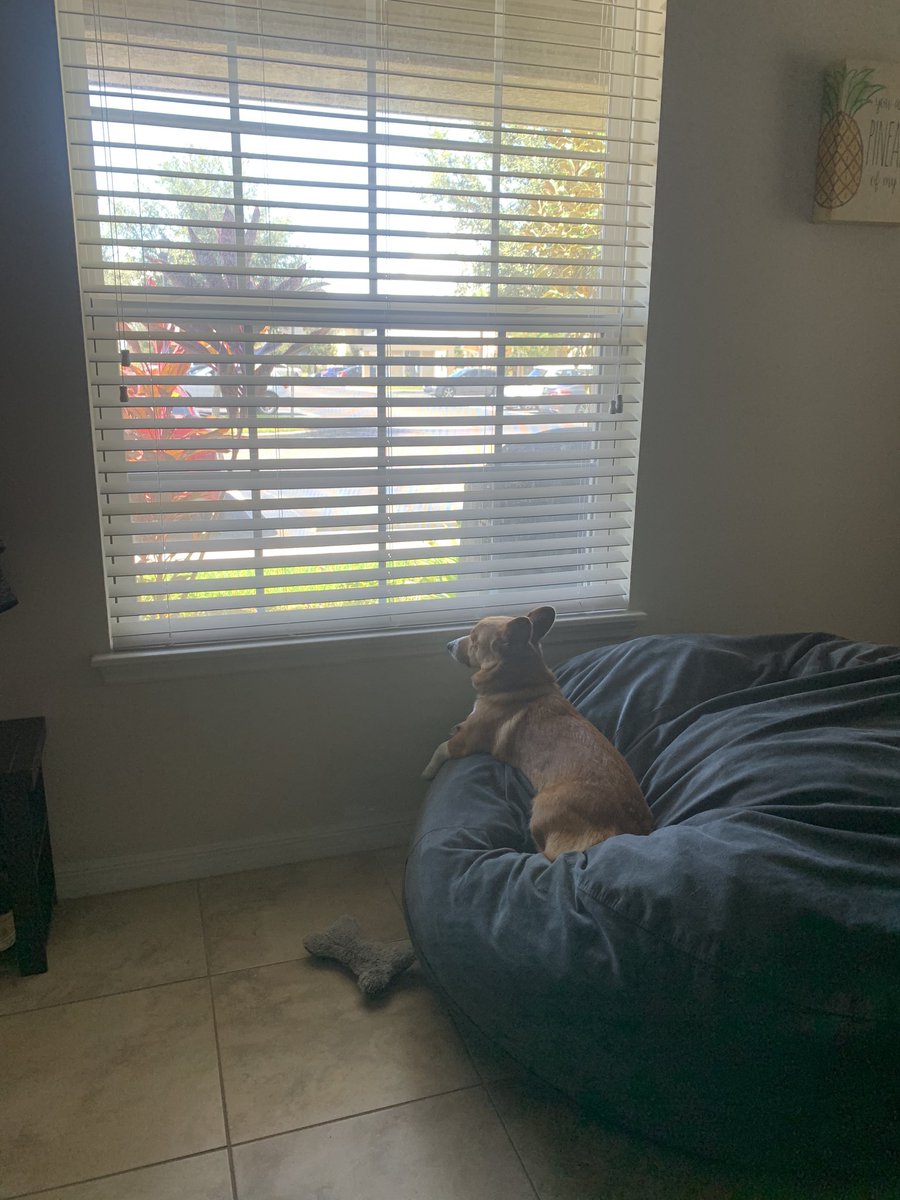 ThatsSoVinny's tweet image. I told @TheCorgiCheddar I ordered an @elgato key light so he’s been watching the mail for me. He is a big fan.