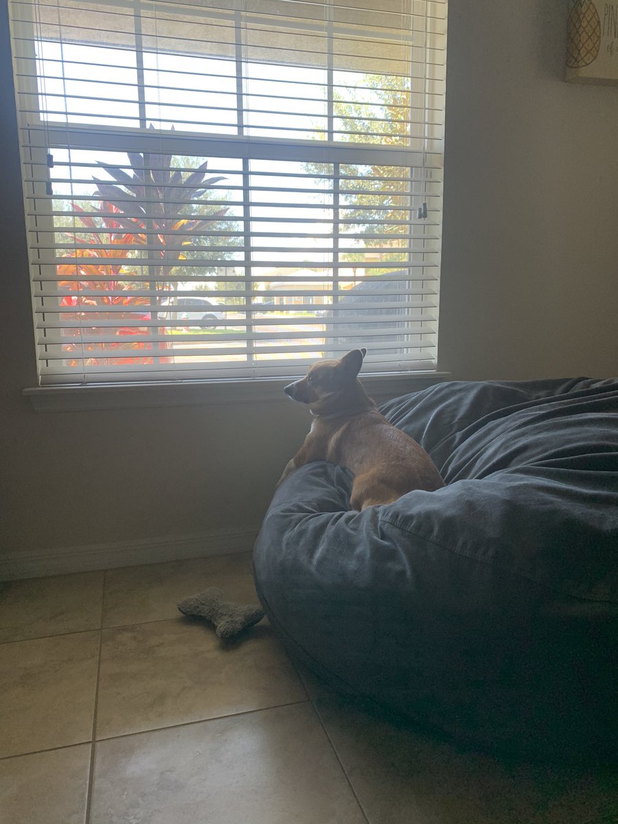 ThatsSoVinny's tweet image. I told @TheCorgiCheddar I ordered an @elgato key light so he’s been watching the mail for me. He is a big fan.