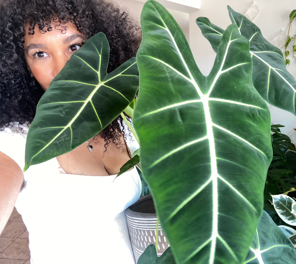 Maryamhasnaa's tweet image. “Introverted but willing to talk about Plants”