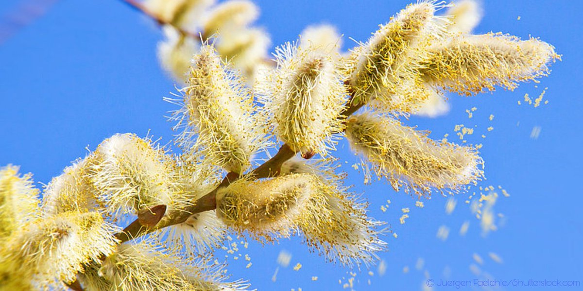 pollenstiftung's tweet image. &quot;Durch technologische Weiterentwicklungen rückt die Möglichkeit der Automatisierung der #Pollenerfassung in den letzten Jahren in greifbare Nähe.&quot; Ein Beitrag von Dipl. Umweltwiss. Ruth Heesen vom VDI ⇨ vdi.de/news/detail/au… #Pollenmonitoring #Pollenflug #Palynologie