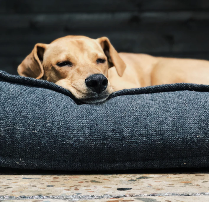теплые собаки. нос ретривера. теплые собаки. шапка 'собака'. уютная собака.