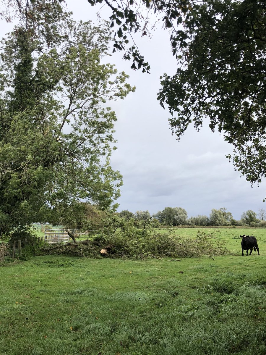 macfarlane_2's tweet photo. Feeling lucky to have avoided the rain today &amp; harvested all day but the wind has caused some casualties #only10mm #perfectconditions #timber https://t.co/pp2f3crj2i