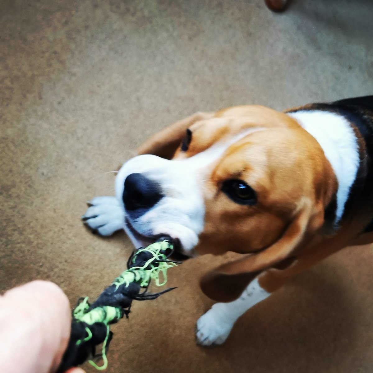 I win the rope toy!

#beagle #beaglepuppy #beaglesofglasgow #houndsofglasgow #hounddog #dogsofglasgow #monsterpups #biggestmonsterpup #playtime #dogstagram