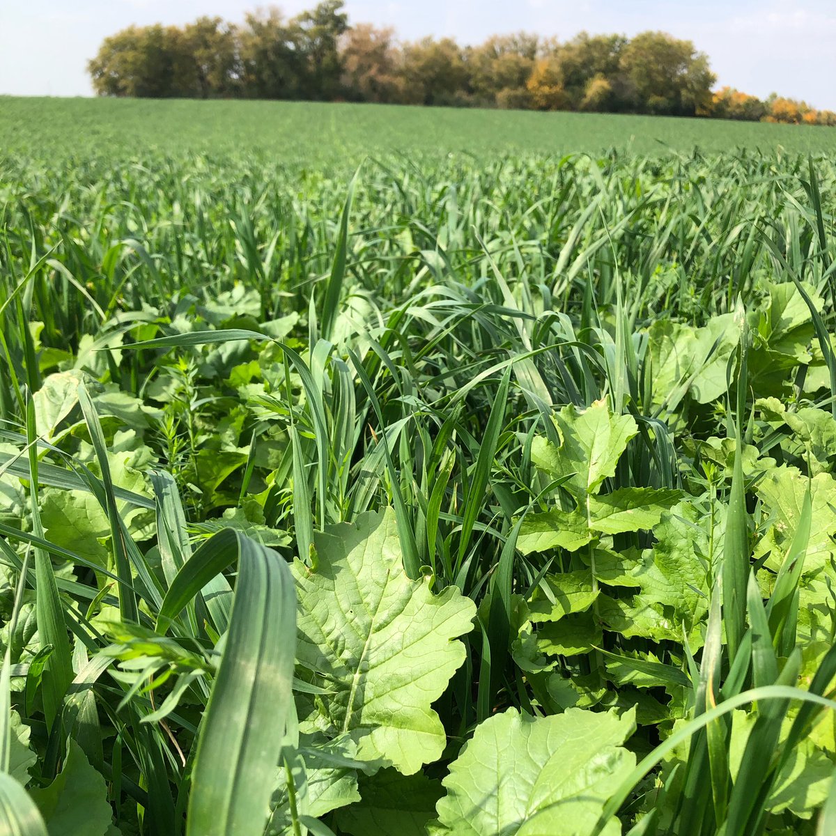 Olson Farmhers (@ofarmhers) on Twitter photo Enjoying the green with the fall backdrop. Biostrip drilling away to make way for next year’s corn. <a href="/AgassizSeed/">Agassiz Seed & Supply</a>
#biostrip #covercrops #notill Enjoying the green with the fall backdrop. Biostrip drilling away to make way for next year’s corn. <a href="/AgassizSeed/">Agassiz Seed & Supply</a>
#biostrip #covercrops #notill