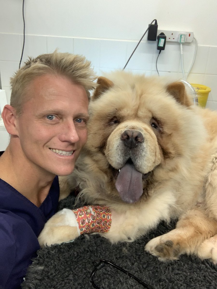 Beautiful Chow the Chow Chow needed an eye lift today.  Not out of vanity, but comfort, considering he suffers with entropion (in rolling eyelids). With sections of eyelid removed, he will heal quickly and lead a comfortable and pain free life #dog #dogs #vet #vetlife @drscottym