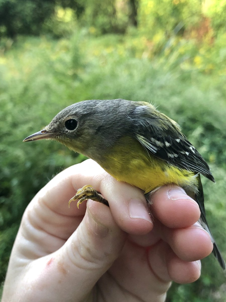 a couple more magnolia warblers!