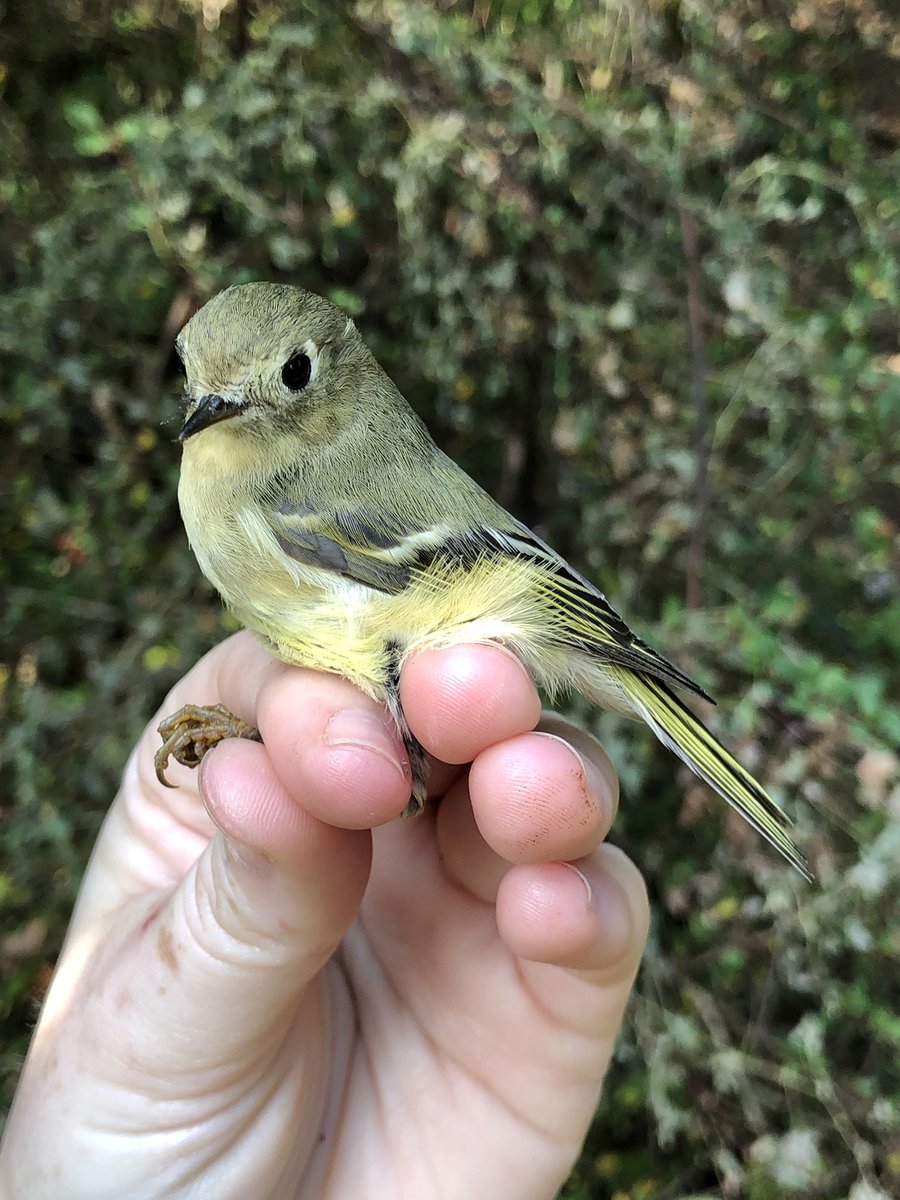 a sassy ruby-crowned kinglet! our first of the season too!