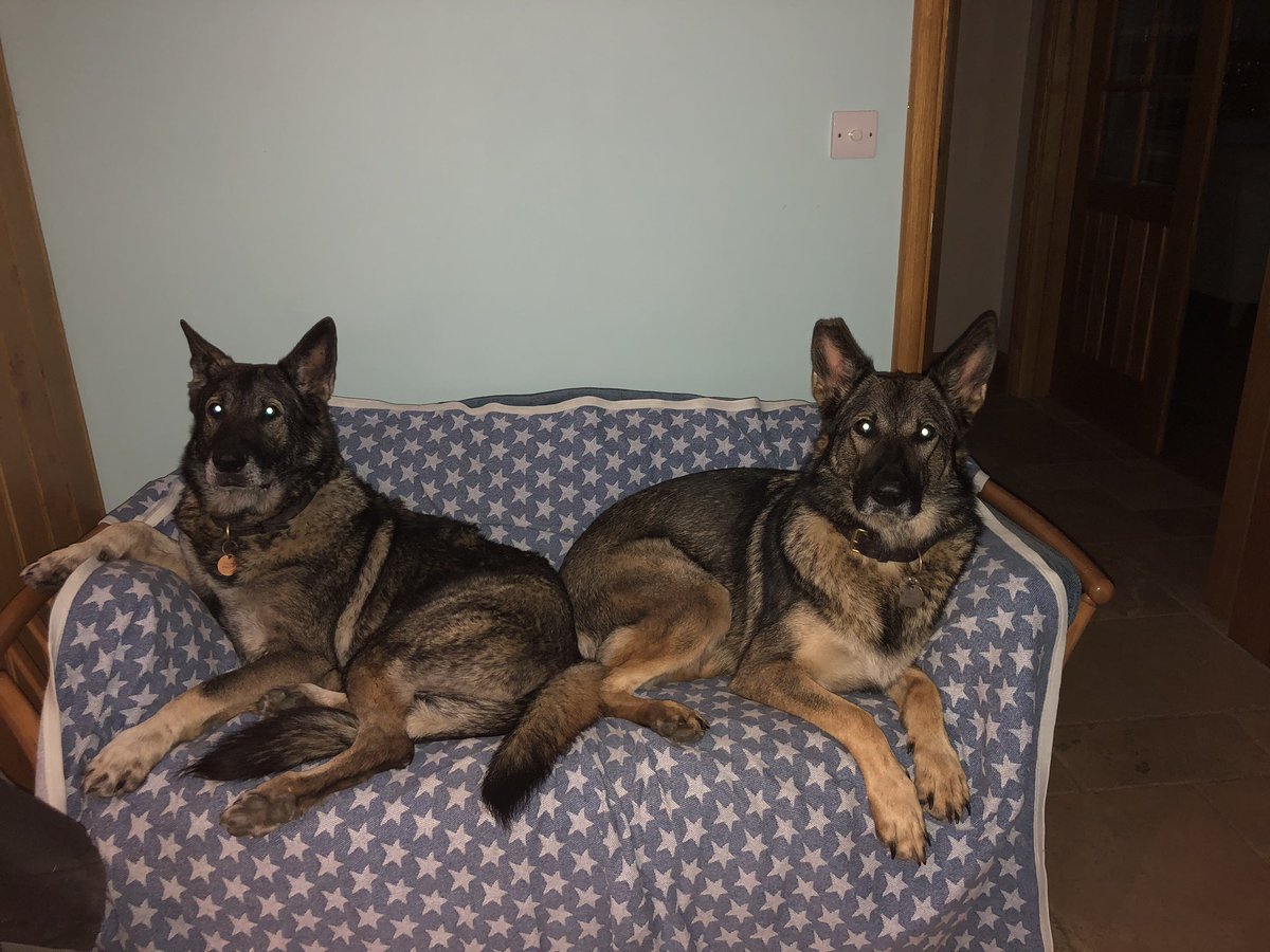 SueDavi31048088's tweet photo. What you doing🐾😳🐾 be good we’re watching #RPDs #alwaysalert https://t.co/otm7FZ6jsP