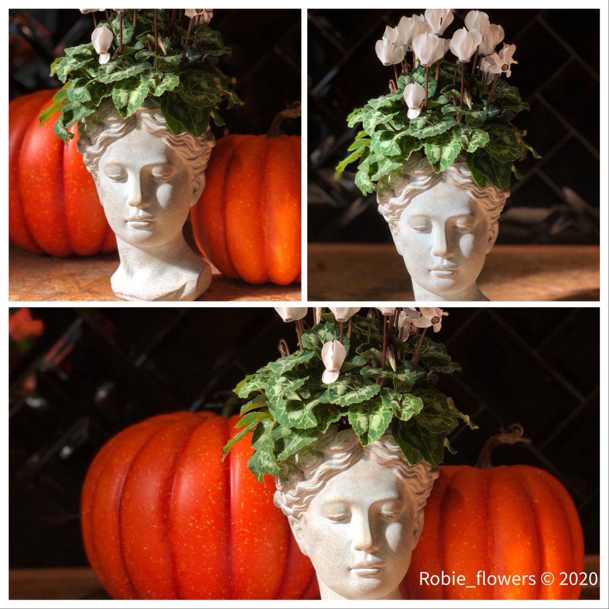 As requested , a lovely photo of one of our classic head vases complete with cyclamen .
#cyclamen #plantgeek #plantsofinstagram #ceramica #ceramicacontemporanea #ceramicart #floristofinstagram #floristlife #florist #prestwich #bury