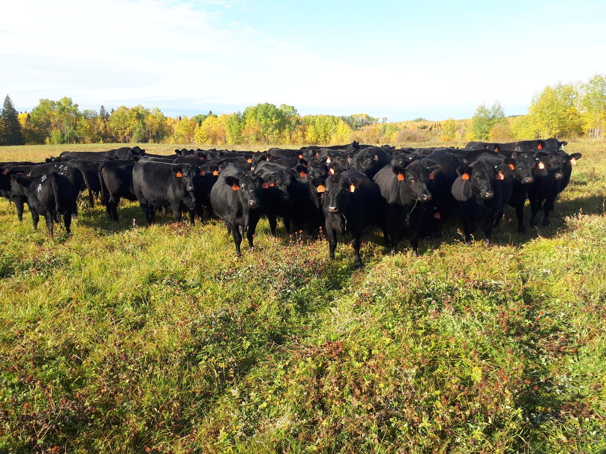 One of the most beautiful September mornings to check if next years momma cows have found the new pasture , bovines harvesting the second cut <a href="/WildernessRanch/">Wilderness Ranch</a> north