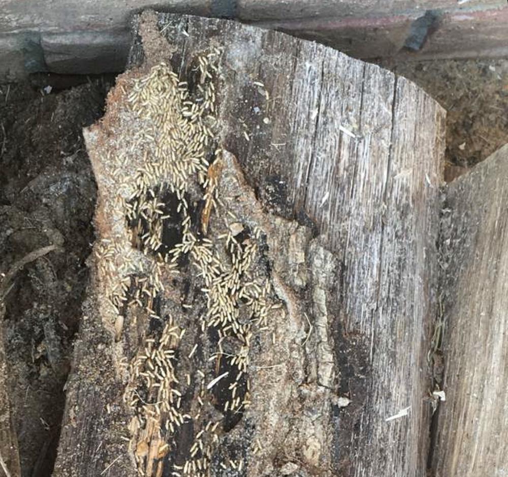 pestproservices tweet media