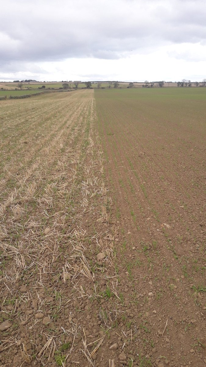 Winter Barley establishment trial - Striptill v Plough/Combi