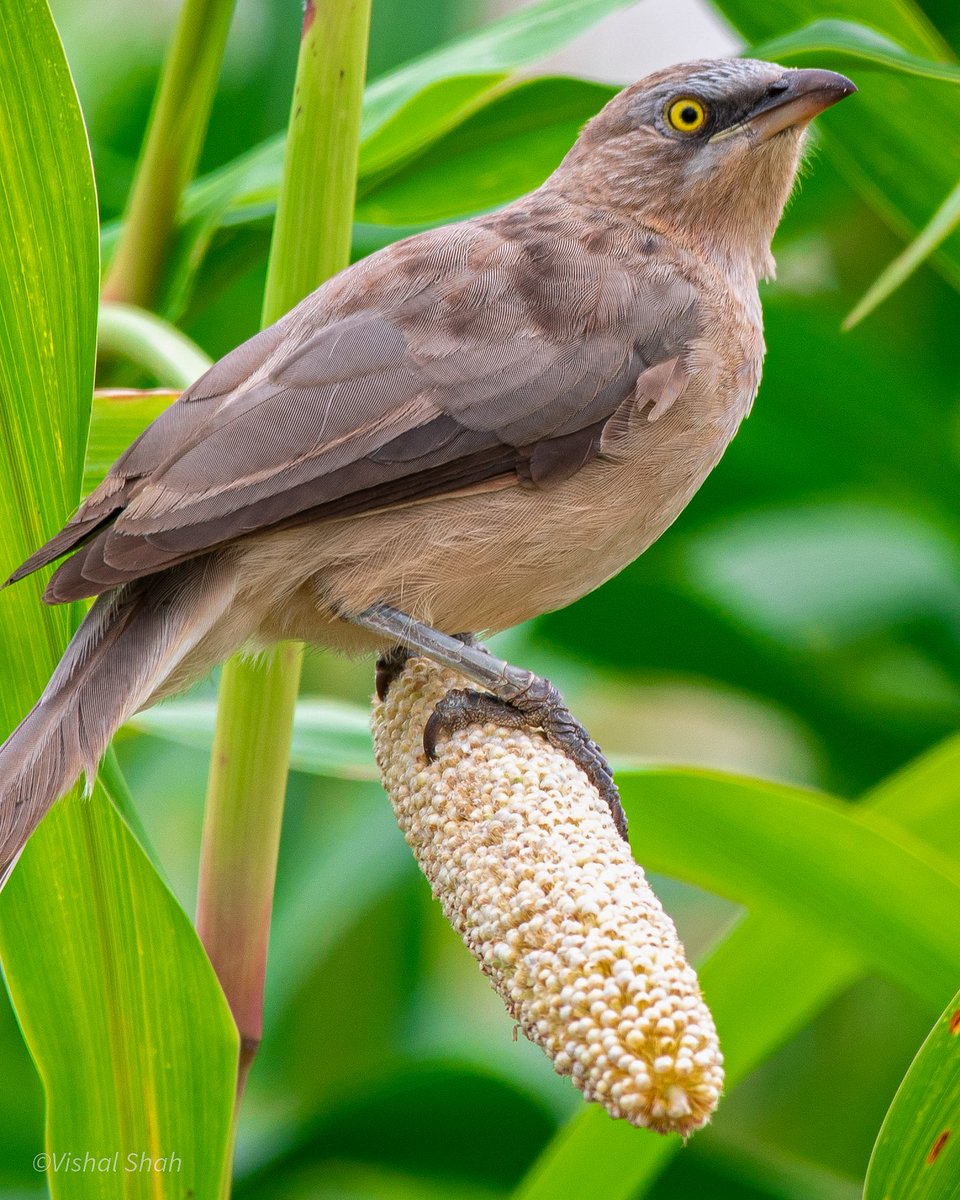 A Vernal Hanging Parrot feeding on a Bajra or Pearl Millet stalk.. 
<a href="/Sigma_Photo/">SIGMA America</a> <a href="/NikonIndia/">Nikon India Official</a> <a href="/NikonUSA/">NikonUSA</a> #D500 #Sigma60600 
<a href="/NatGeo/">National Geographic</a> <a href="/NatGeoPhotos/">Nat Geo Photography</a> <a href="/BBC/">BBC</a>