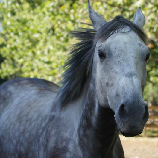 NaturalValley's tweet photo. Natural Valley Ranch Fall Break Horse Camp � Week 1 � Morning Session (10 a.m. - noon) enrollment is now open. Limit of 6 campers. https://t.co/aXngfzpY4x https://t.co/lyExwKimCJ