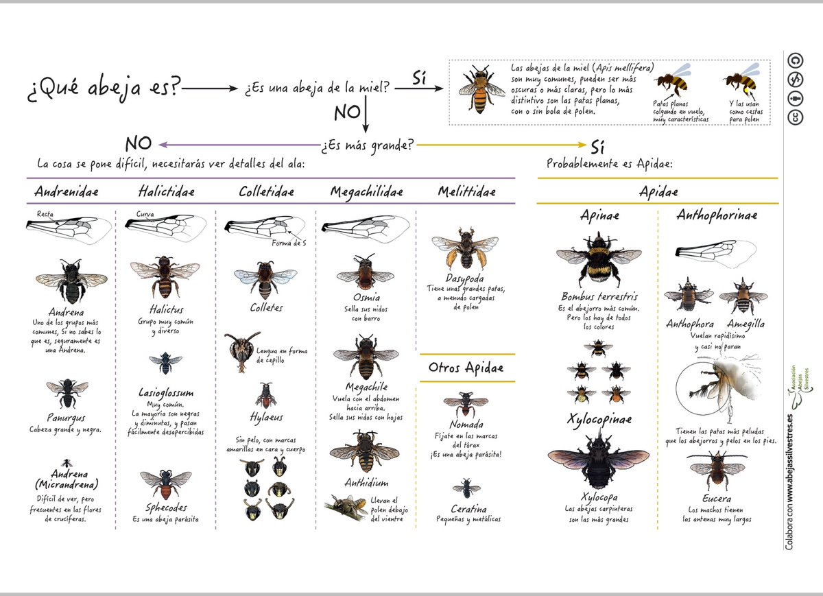 verdcampfruits's tweet photo. 🐝Chuleta para identificación de familias de abejas.🐝

"Conocer es el primer paso para valorar y proteger" 😉
Buen trabajo💪
Gracias @Abeja_Silvestre @abeja_zumbee https://t.co/ZmNRtRi77W