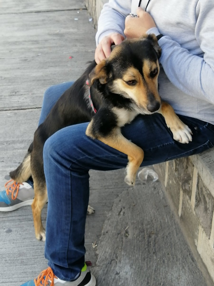 Hoy en la Shyris vi a un tipo golpear con puños y patadas a esta perrita y cuando le dije que pare, me dijo que me meta en mis asuntos y la abandonó conmigo. Lastimosamente yo no puedo quedarmela así que estoy buscando adopción responsable. Ayúdenme RT por favor <a href="/PAEecuador/">Protección Animal EC</a>