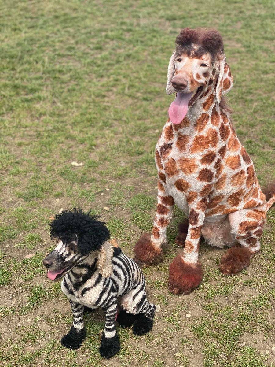 Opawz Com On Twitter Opawz Permanent Pet Hair Dye Produces Vibrant Colorful Results With Great Coverage On White Grey Apricot And Brown Hair Awesome Zebra And Giraffe Creativegrooming Work By Stacey Webb