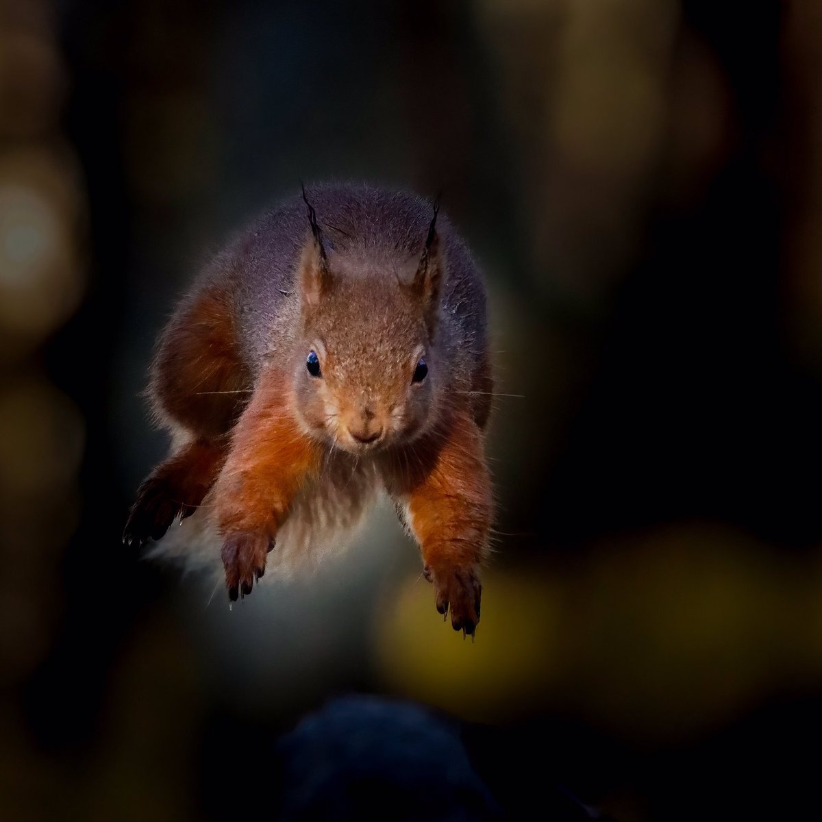 Leaping red squirrel in the @CNPnature #RedSquirrelAwarenessWeek @Rothiemurchus @nature_scot @RSPBScotland with @NeilMcIntyre3 sharpened and Denoise with @topazlabs