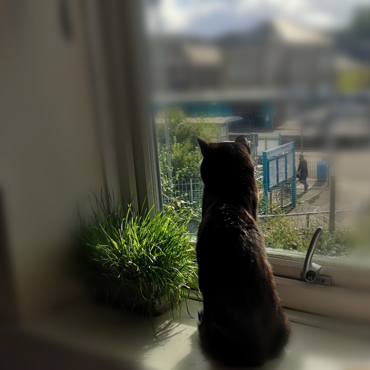 paws_sir's tweet photo. Enjoying the busts of sunshine.
#paws4overlord #fluffywrath #BlackCat #FridayFeeling #sunshine #CatsOfTwitter https://t.co/BcXe1x56oF