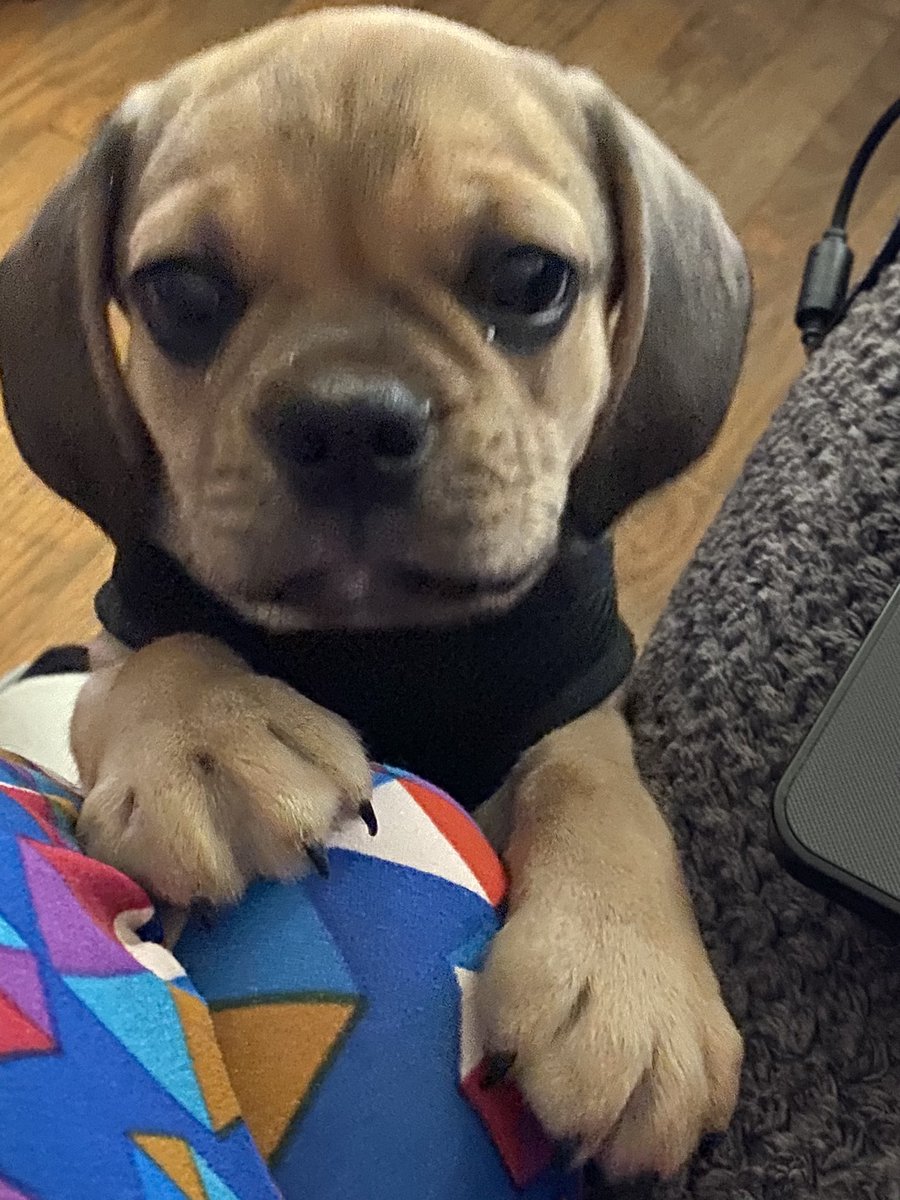 5thinmint's tweet photo. Come on mom please pick me up! You know I can’t jump up on the couch yet! I think I’ll keep him lol! #pugglemix #bulldogpuggle #puppylove #puppyeyes #bulldogpugglepuppy #thatface #puppydogeyes #wfhlife #wfhcoworker https://t.co/ZGIhvCQynp