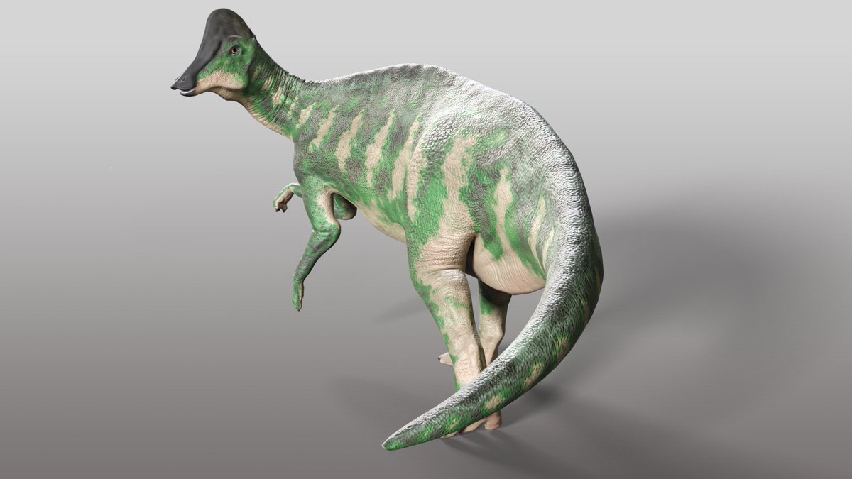 コリトサウルス コリトサウルス