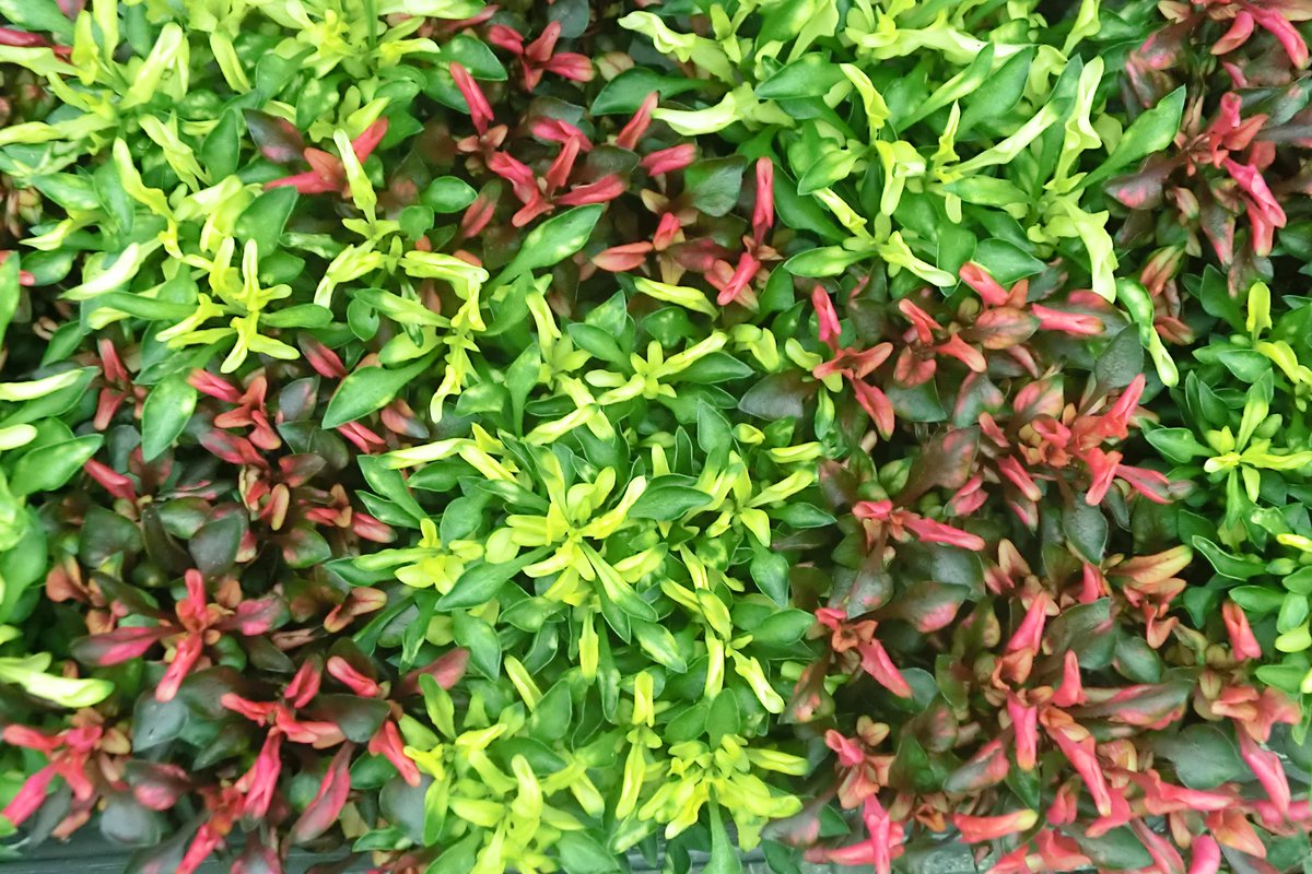 アルテルナンテラ