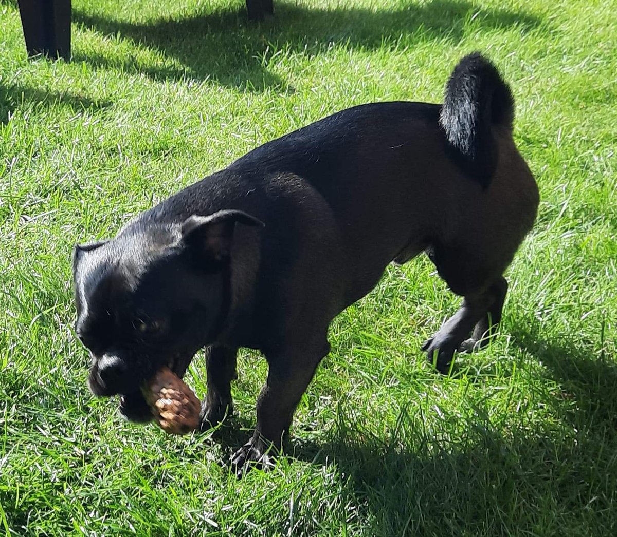 oreo_carpenter's tweet photo. I found an Acorn in the garden.  Who wants to chase it? #acorn #chase #TheChase #gardenacorn #foundacorn https://t.co/60bPU8iQu9