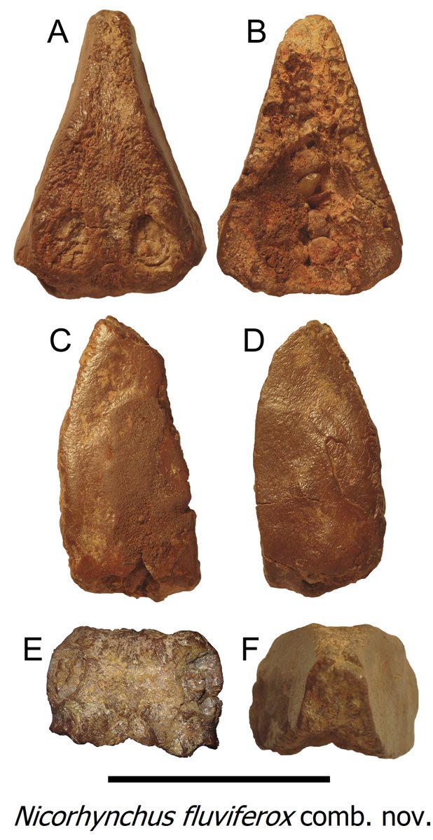 Last year, in Iberodactylus paper, we recovered the clade Coloborhynchinae for this peculiar flatten-snout anhanguerids. Also last year,  @MeganJPalaeo & Co. published the 1st certain finding of a close species to Coloborhynchus from Kem Kem (paper here: thttps://bit.ly/3i0fdNv)