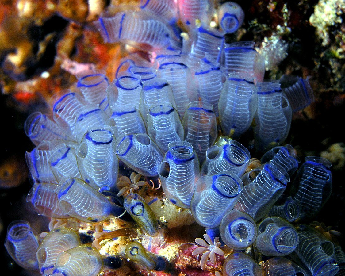 This is a tunicate- specifically, a bluebell tunicate, since there's so many different kinds: