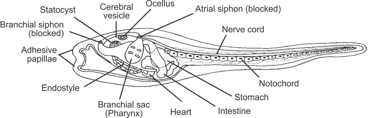 They're marine invertebrates, and sessile (means they don't move around) filter feeders. They just wait for stuff to drift by, then eat it out of the water. Pretty decent life, honestly. They don't start out sessile, though. They start out as these weird little tadpole things.